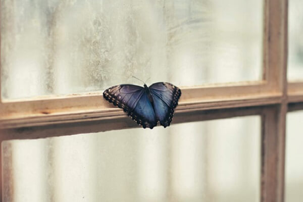 Bạn có biết con bướm đen vào nhà lúc mấy giờ không? KUBET