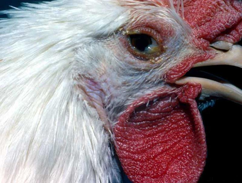 Tất cả thông tin về bệnh viêm phế quản truyền nhiễm ở gà - Thế giới chọi gà