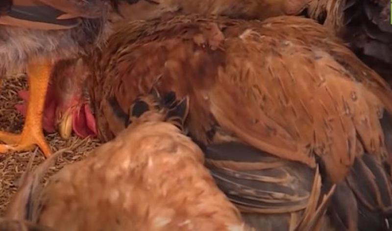 Tất cả thông tin về bệnh viêm phế quản truyền nhiễm ở gà - Thế giới chọi gà