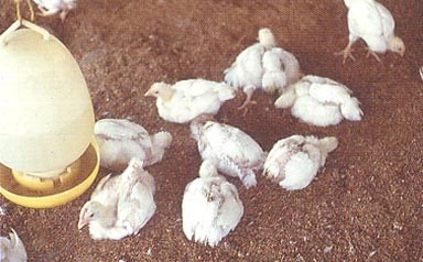 Các bệnh trên gà do virut gây ra 4