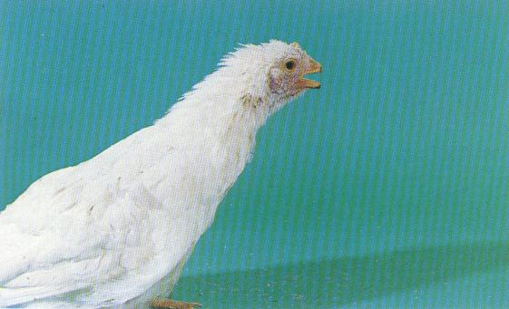 Các bệnh trên gà do virut gây ra 3